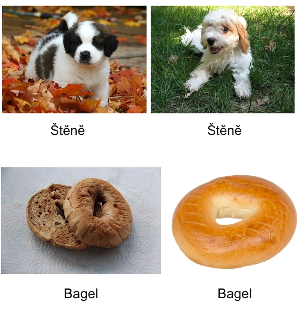 Čtyři popsané obrázky – dvě fotky štěňat a dvě fotky bagelů