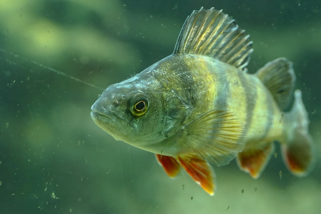 Europäischer Barsch, _Perca fluviatilis_