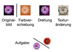 Bild einer Blume, die auf drei Arten transformiert wurde: durch Rotation, Farbverschiebung und Texturänderung.