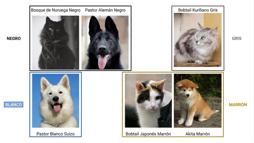 perros y gatos por color