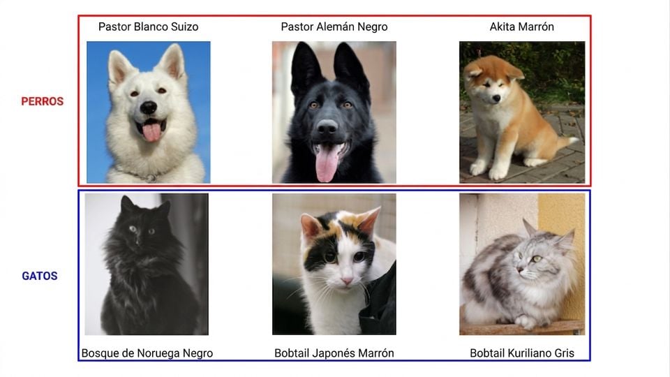 perros y gatos por especie