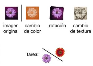 Imagen de una flor transformada de tres formas: mediante rotación, cambio de color y cambio de textura.