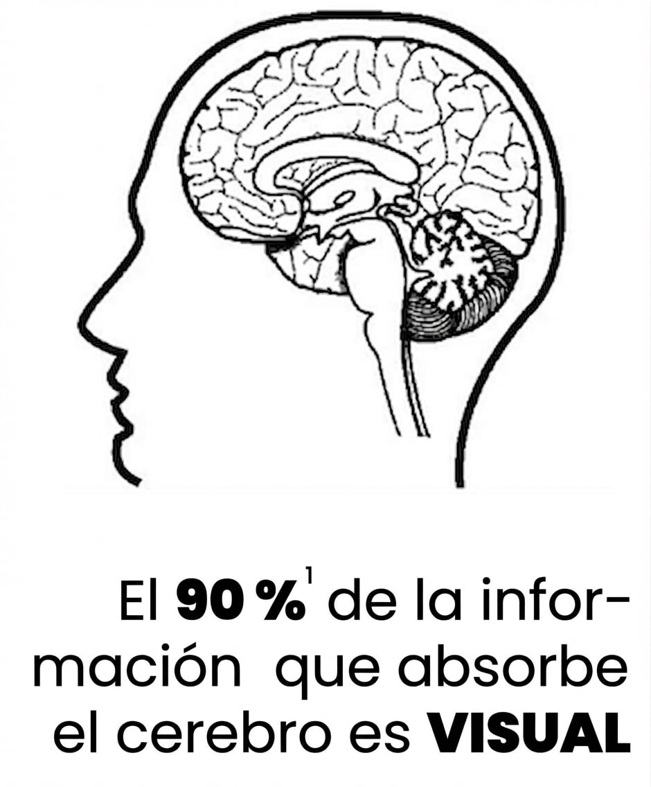 Imagen de un cerebro humano