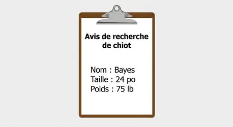 rapport-chiot-disparu