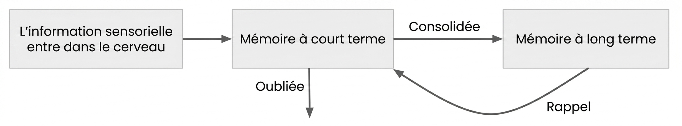Fonctionnement de la mémoire à court terme
