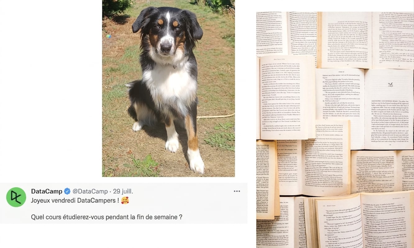 Photo d'un chien, collection de livres et un tweet