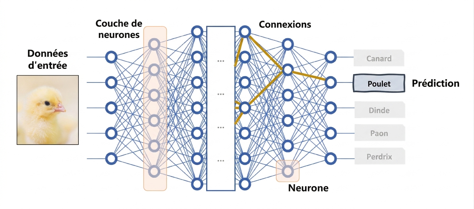 Réseau neuronal profond comme modèle boîte noire