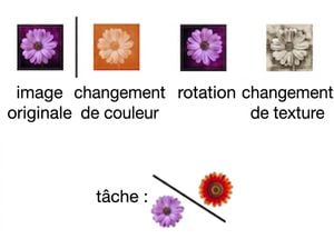 Image d'une fleur transformée de trois façons : par rotation, décalage de couleur et modification de texture.