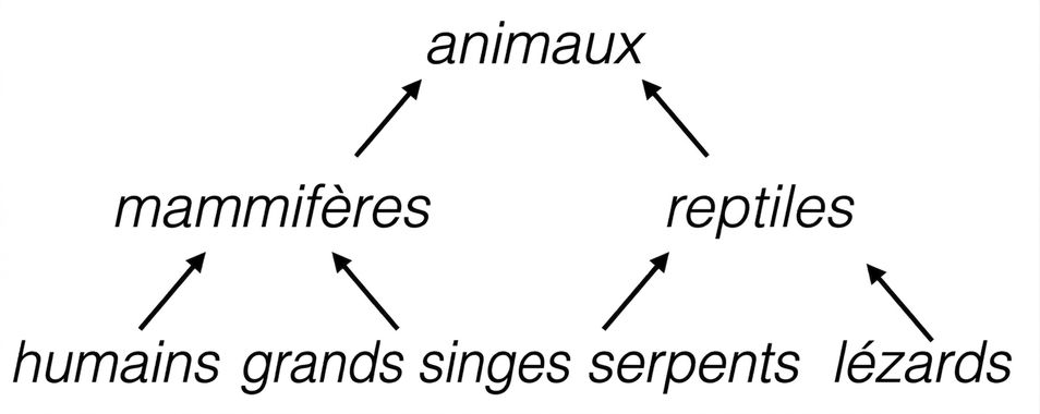Arbre hiérarchique des animaux