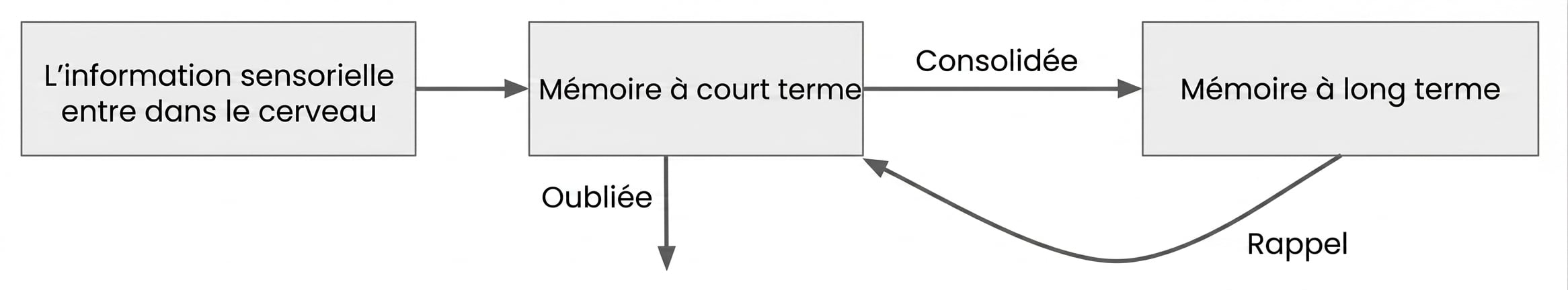 Fonctionnement de la mémoire à court terme