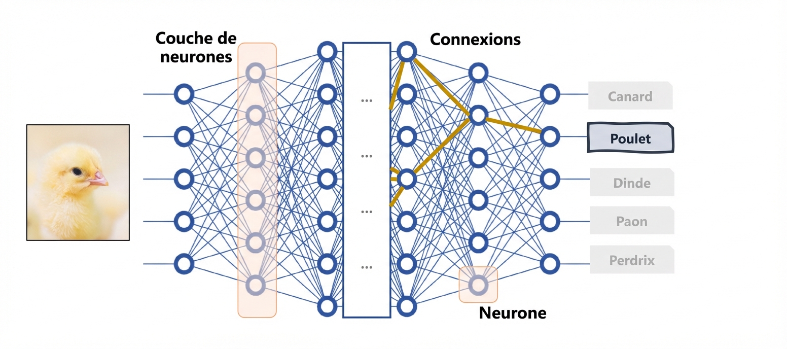 Le réseau neuronal profond comme modèle de boîte noire