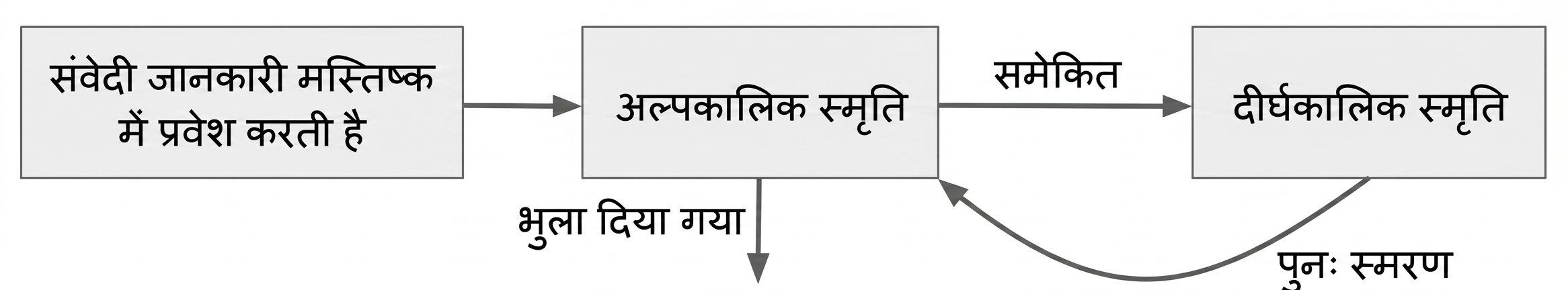 शॉर्ट-टर्म मेमोरी कैसे काम करती है