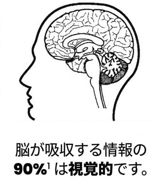 人間の脳の画像