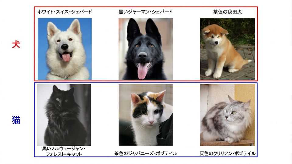 dogs and cats by species
