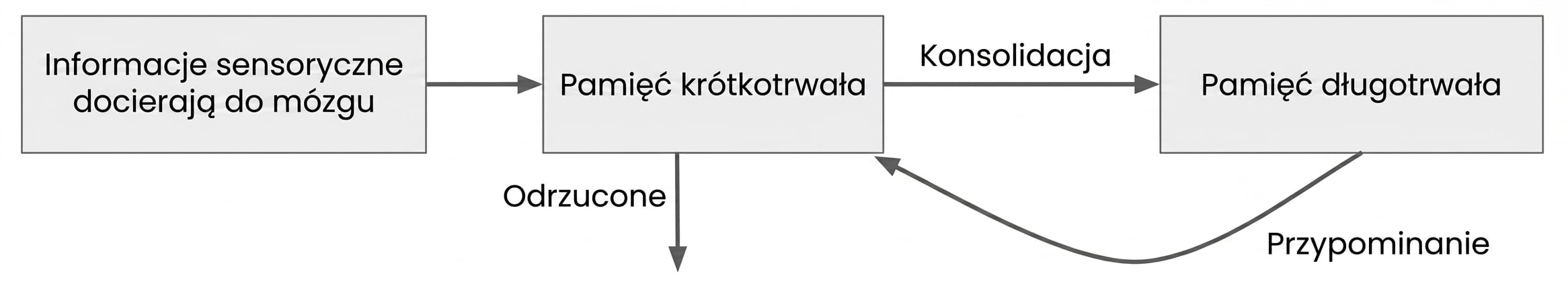Jak działa pamięć krótkotrwała
