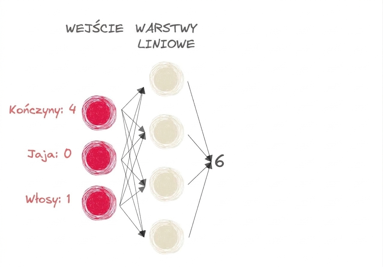 Schemat fragmentu sieci neuronowej z wejściami i liczbą 6 jako wyjściem warstw liniowych