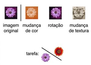 Imagem de uma flor transformada de três maneiras: usando rotação, mudança de cor e mudança de textura.