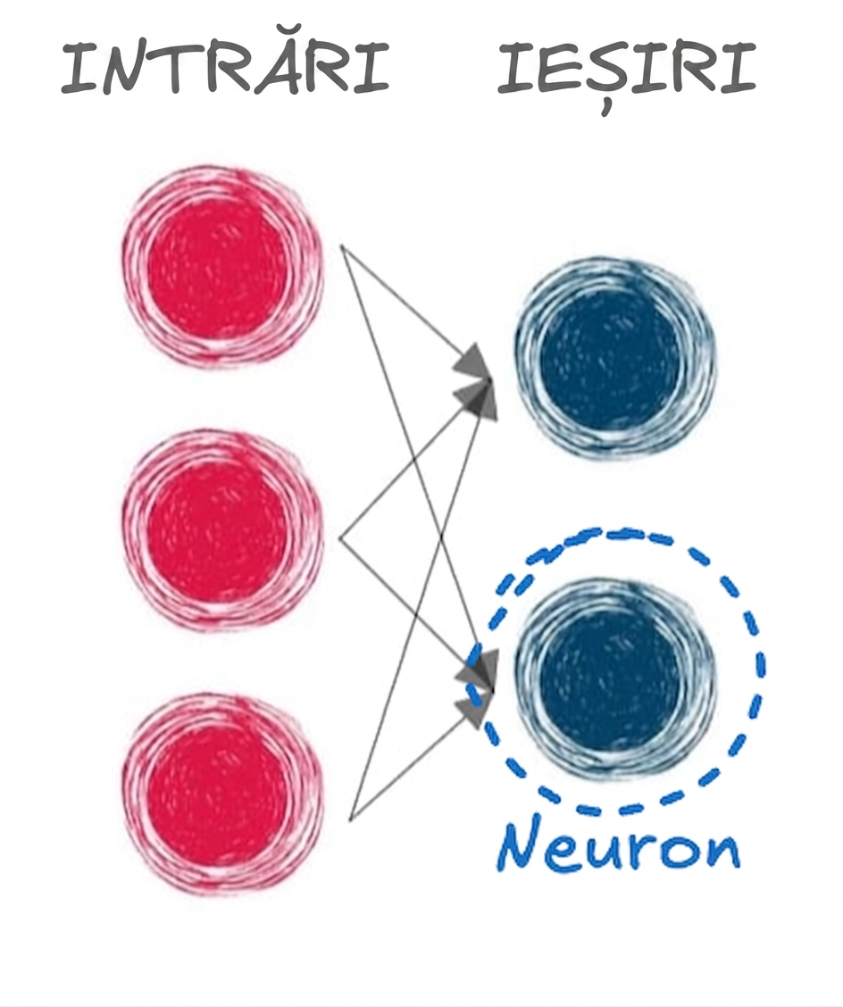 Ilustrație a unui strat de intrare și de ieșire cu săgeți care conectează straturile și un cerc în jurul unui neuron de ieșire