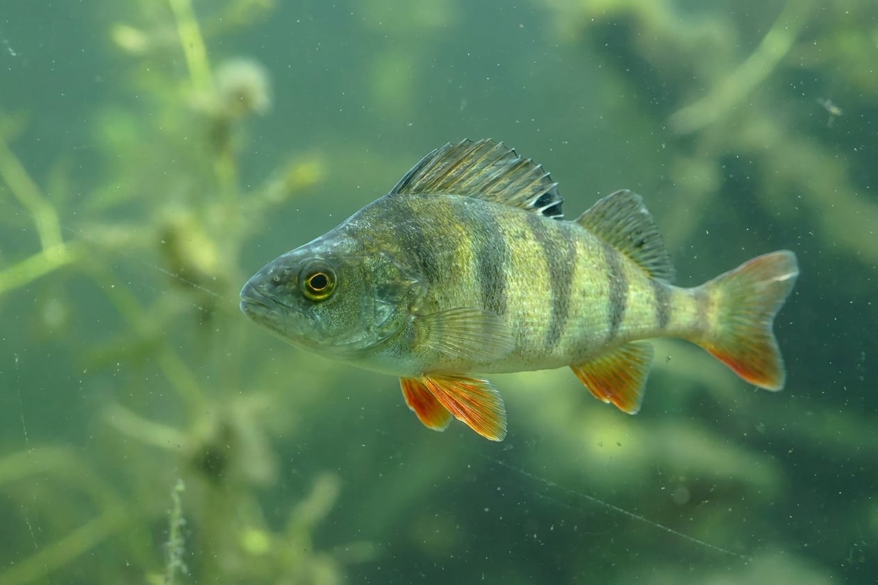 Европейский окунь, _Perca fluviatilis_