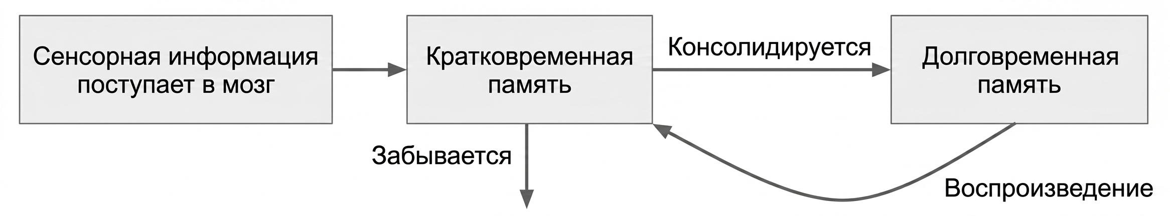 Как работает кратковременная память