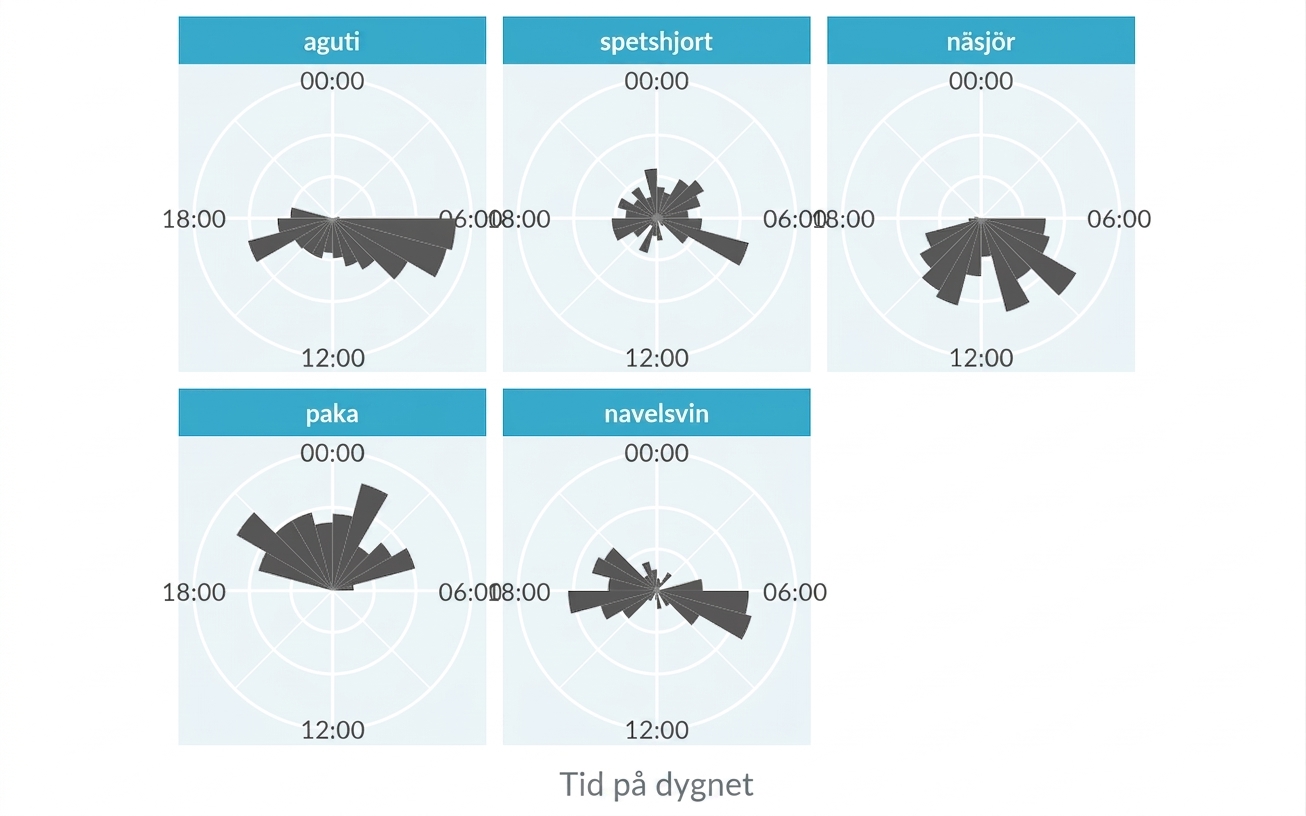 Rosdiagram över djurens aktivitet från Panama-kamerafällans datamängd