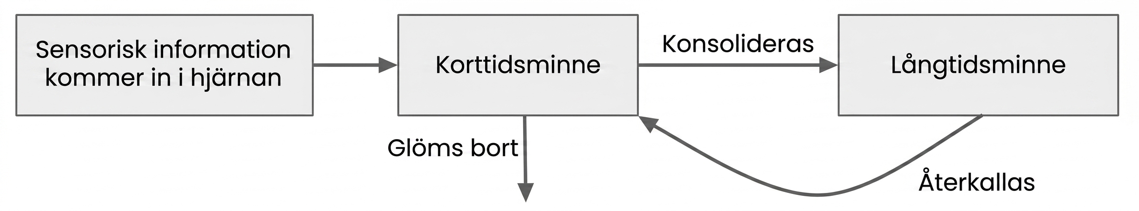 Hur korttidsminnet fungerar