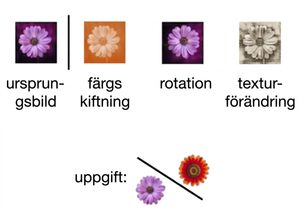 Image of a flower transformed in three ways: using rotation, color shift, and texture change.