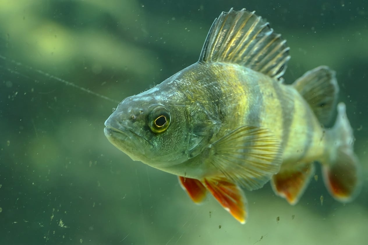 ปลาเพิร์ชยุโรป _Perca fluviatilis_
