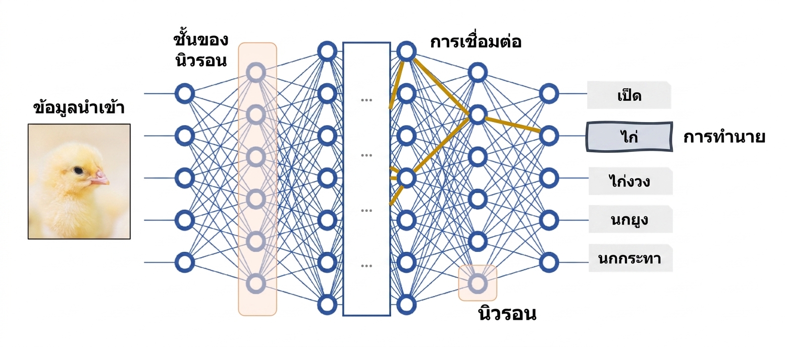 Deep neural network ในฐานะโมเดล black-box