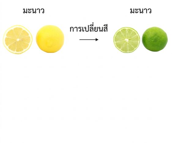 มะนาวสีเหลืองและมะนาวแป้นสีเขียวที่มีลักษณะเหมือนกัน แตกต่างกันเพียงสี