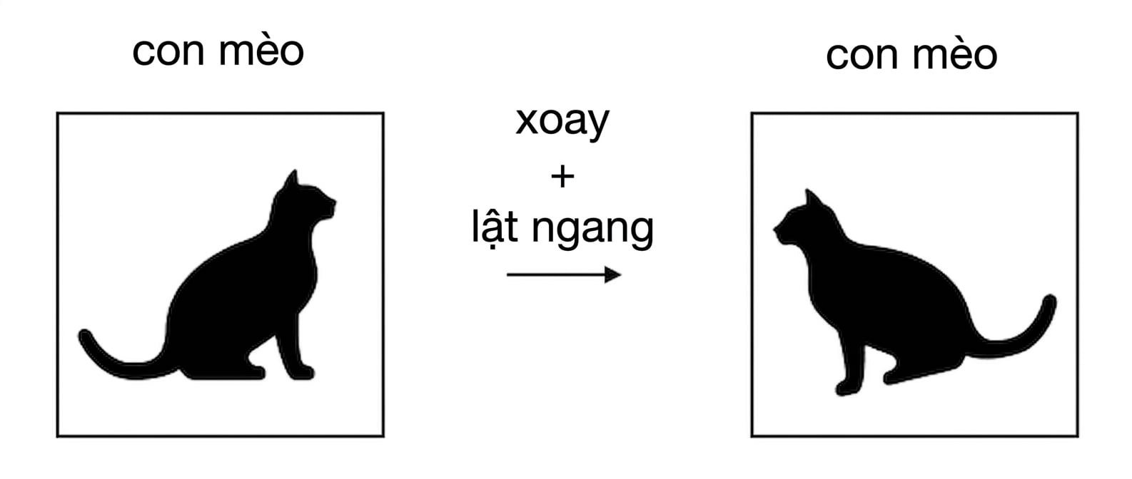 Ảnh mèo được lật ngang và xoay.