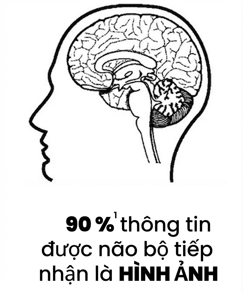 Hình ảnh bộ não người