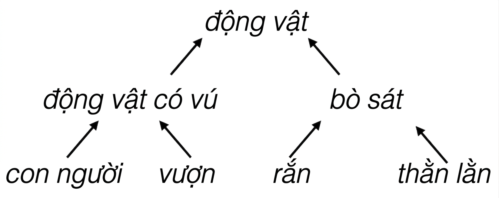 Cây phân cấp các loài động vật