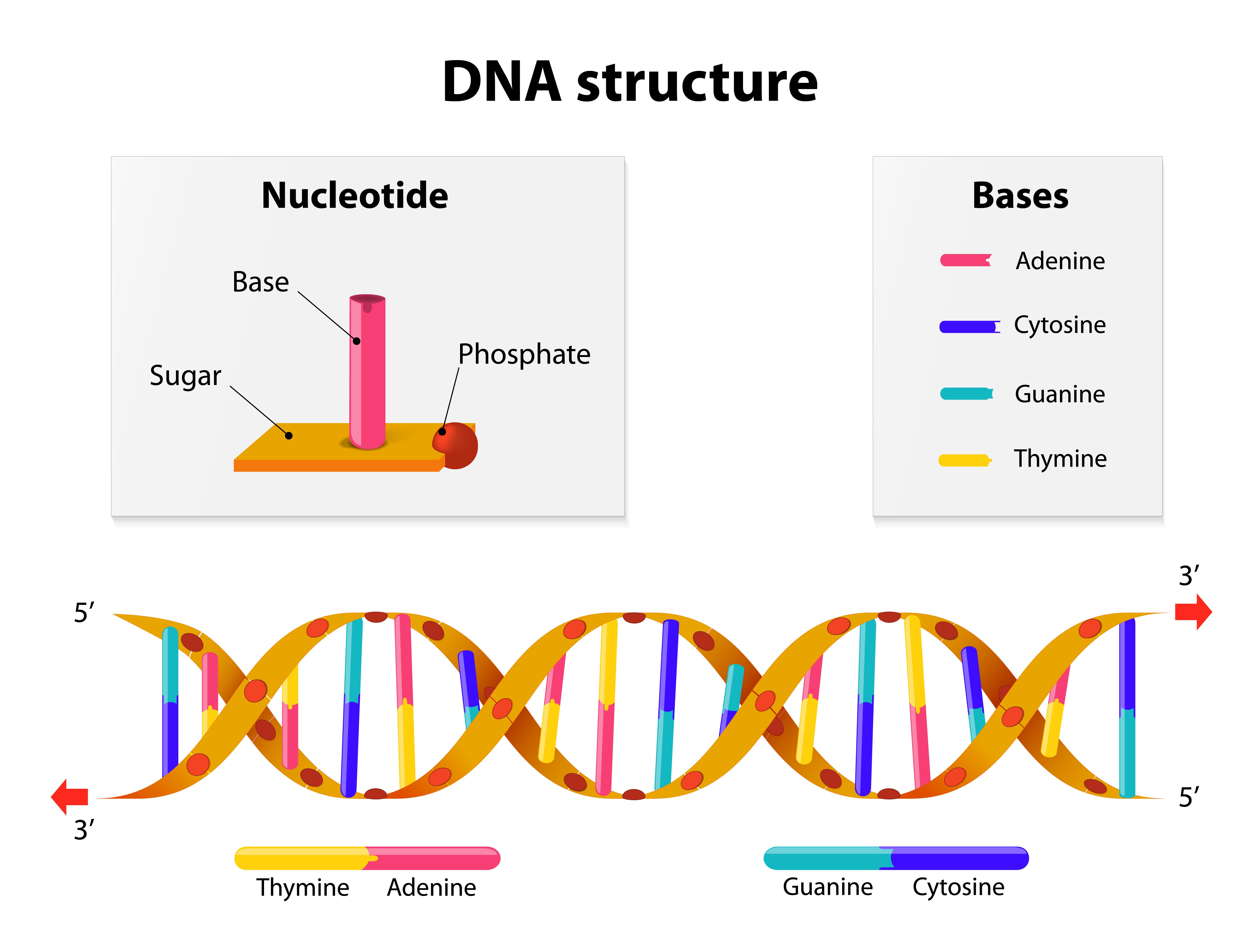 nucleotides