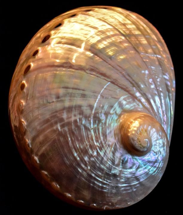 picture of abalone