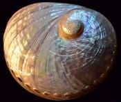 abalone picture
