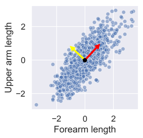 Forearm vs. upper arm lengths