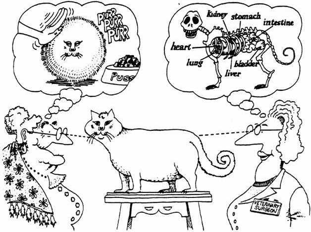 cat owner versus veterinarian perspective