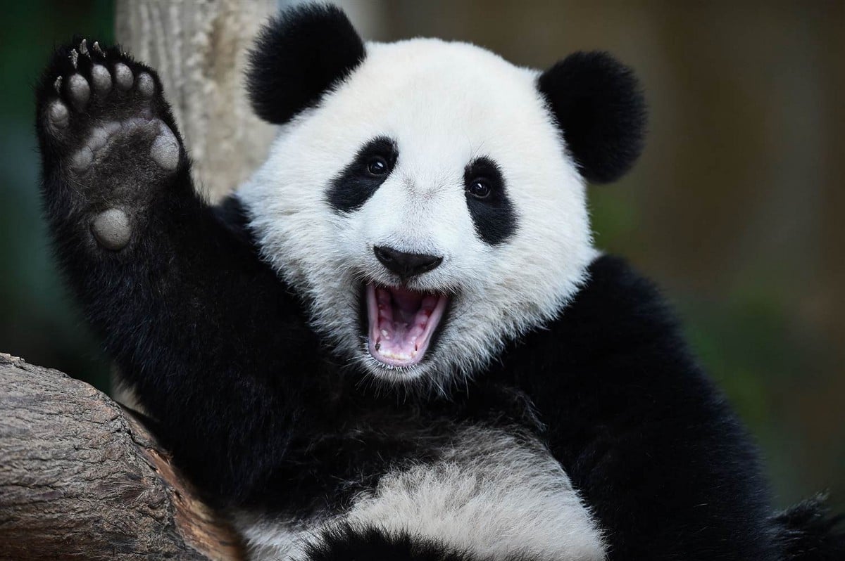 obligatory panda.jpeg