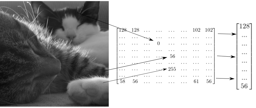 The slide shows how an image of two cats can be represented by a 2-dimensional tensor, which can be reshaped into a 1-dimensional vector.