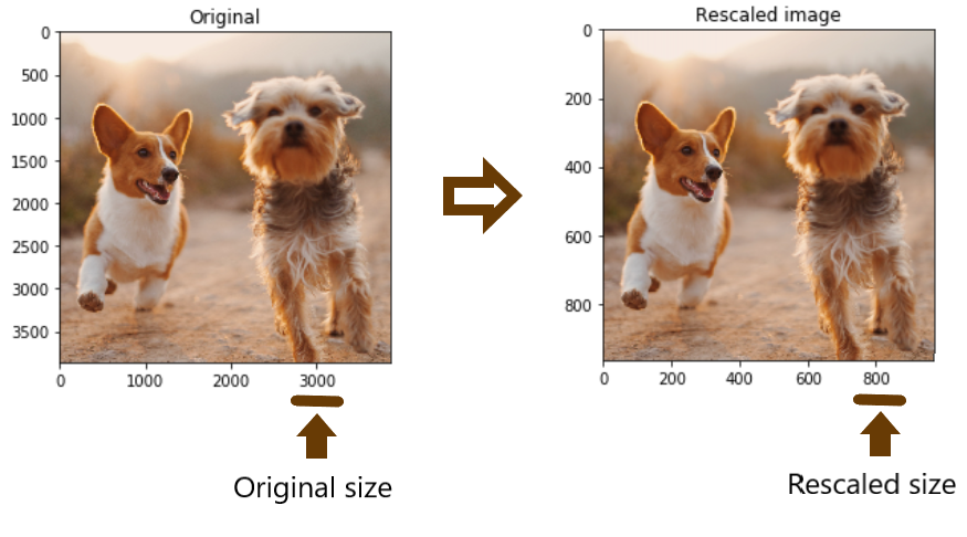 Original image of 2 dogs with original size of 3000 pixels next to downscaled one with 800 pixels