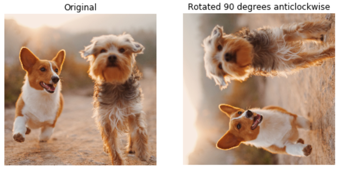 Original photo of dogs next to 90 degrees rotated one
