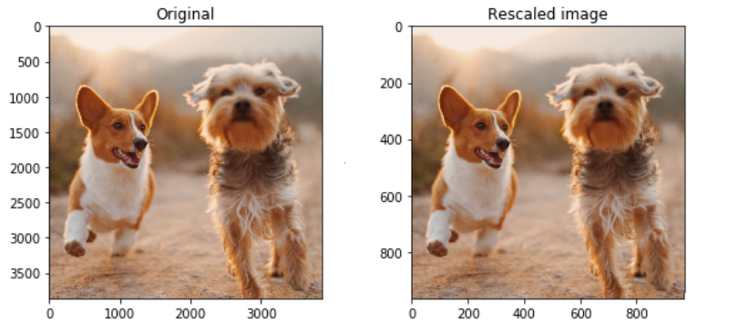 Original image of 2 dogs with original size of 3000 pixels next to downscaled one with 800 pixels