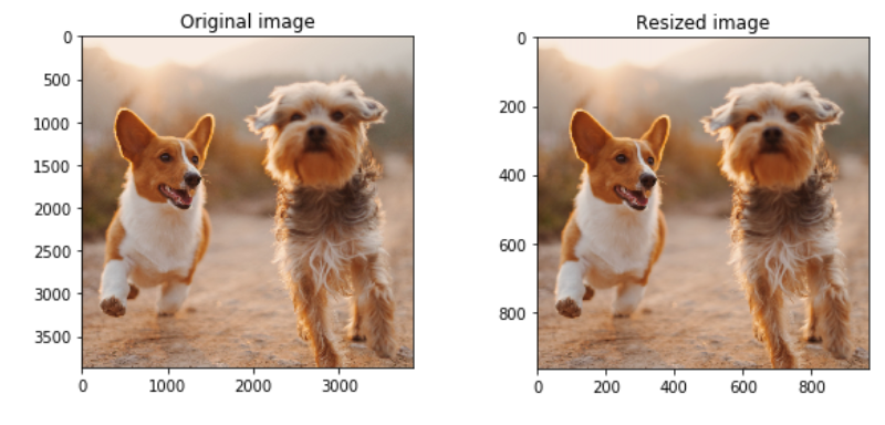 Original image of 2 dogs with original size of 3000 pixels next to a resized one, this time proportionally with 800 pixels