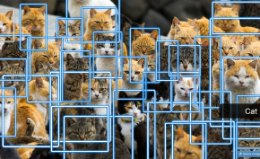 Cats detected by Rekognition
