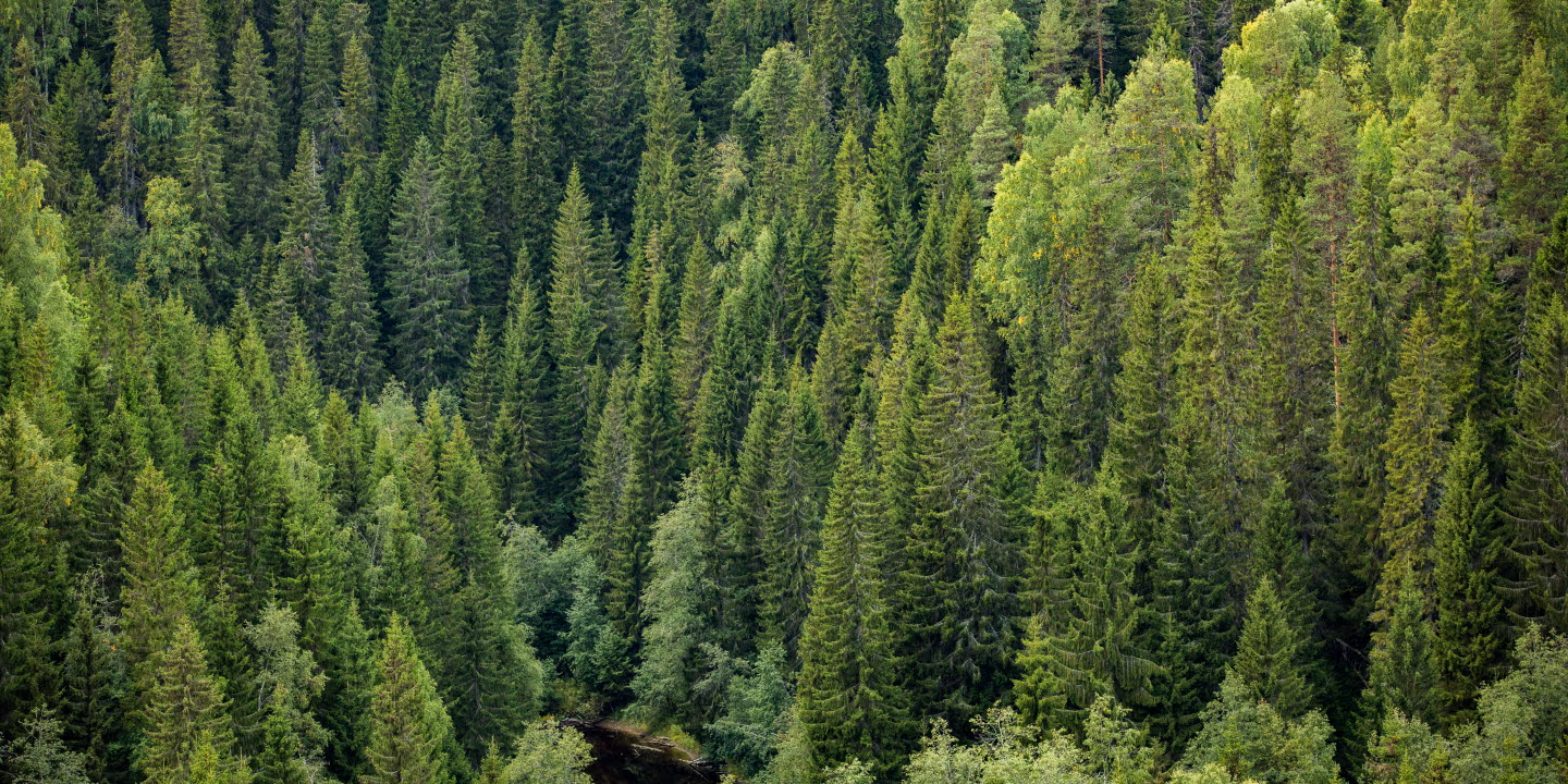 Forest