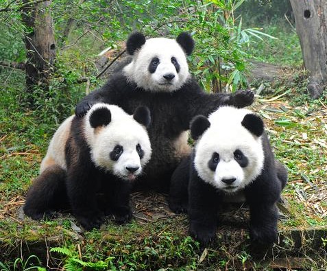 pandas hanging out