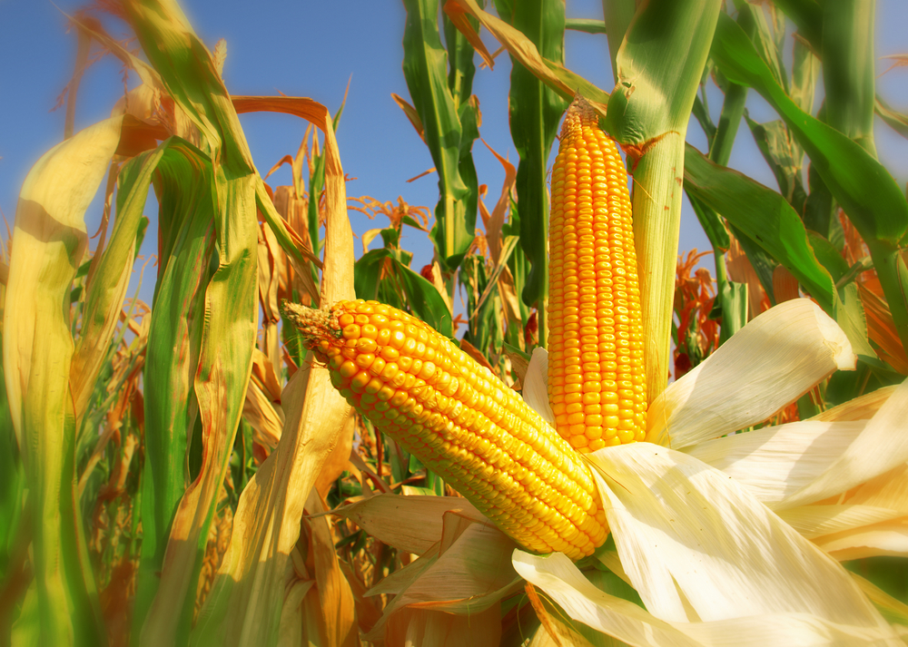 Some corn cobs, in a field.
