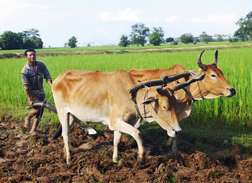 A farmer and two yoked oxen ploughing a field in Cambodia.