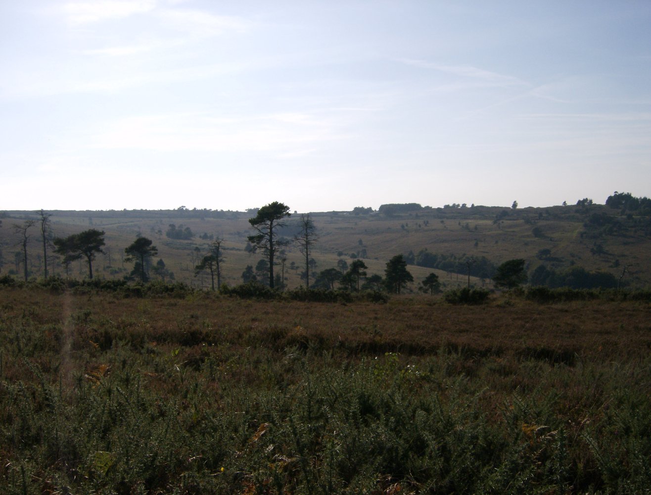 The trees and moorland of Ashdown Forest.jpg